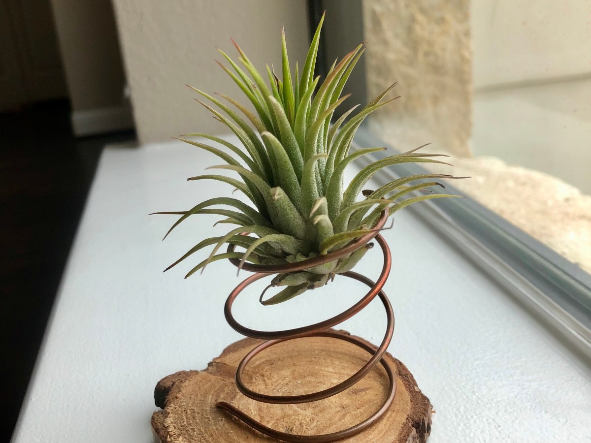 Air Plants