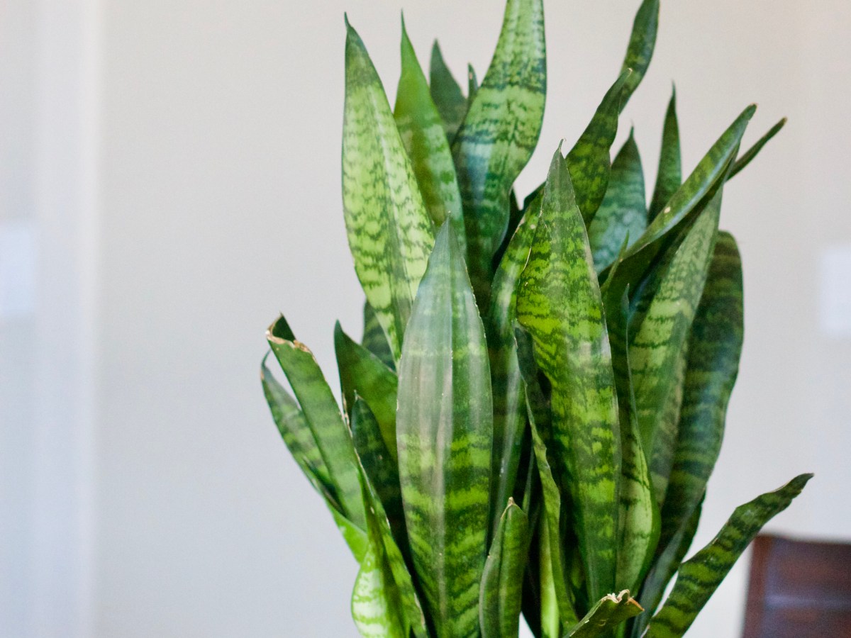Snake Plant (Sansevieria)