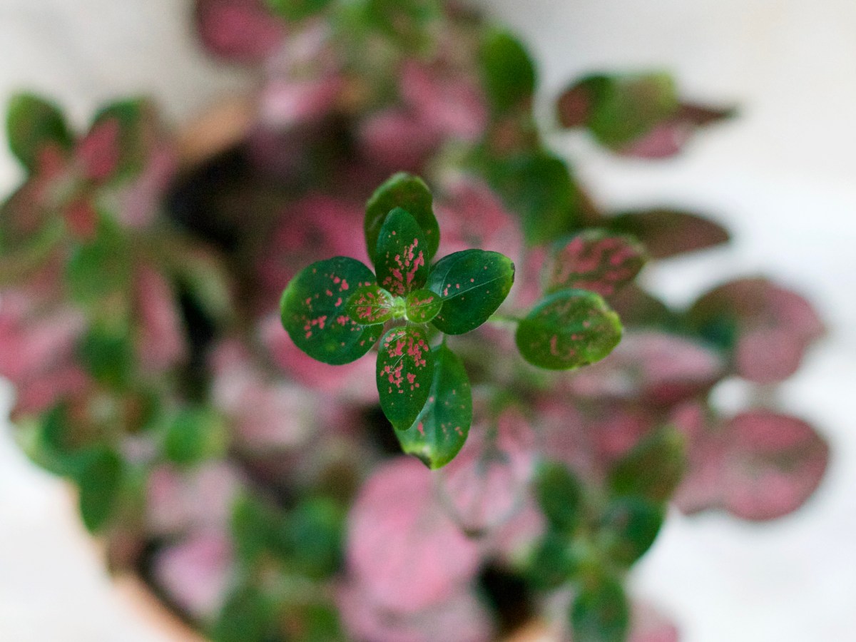 Polka Dot Plant