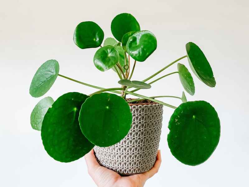 Pilea Peperomioides